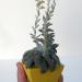 Kaktusi: sukulent Echeveria carnicolor, slika2
